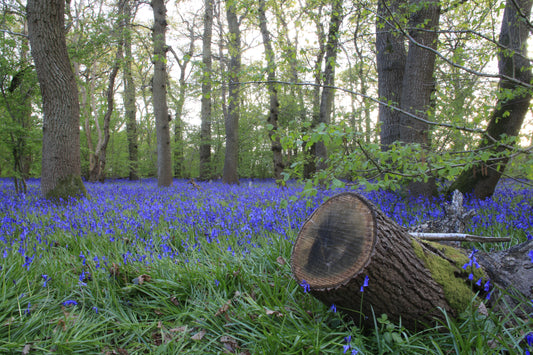 Images Of Woodlands, Fields and Floral Displays Photo Prints