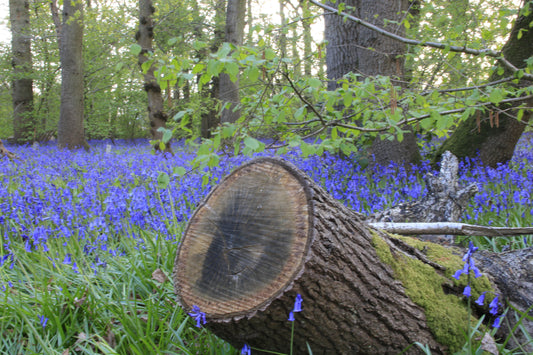 Images Of Woodlands, Fields and Floral Displays Photo Prints