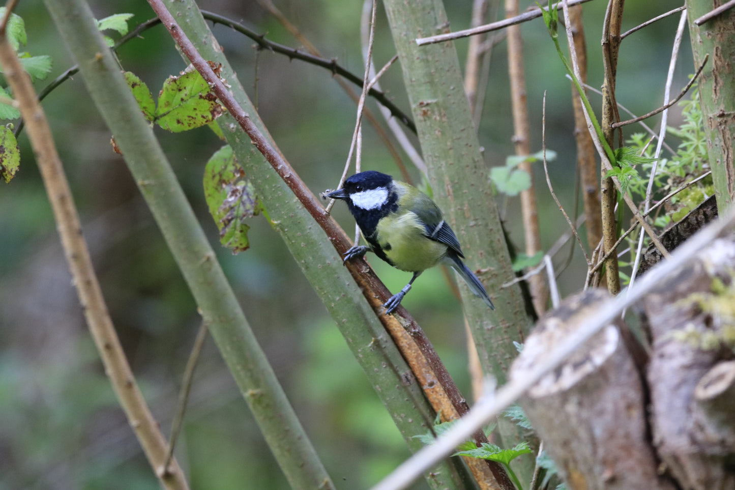 Wildlife Images Around The UK Photo Prints