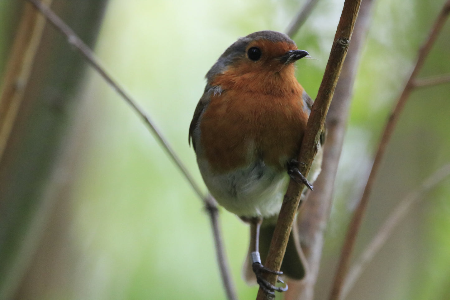 Wildlife Images Around The UK Photo Prints