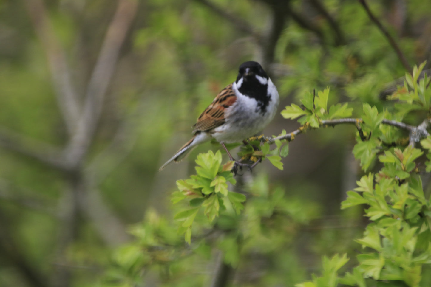 Wildlife Images Around The UK Photo Prints