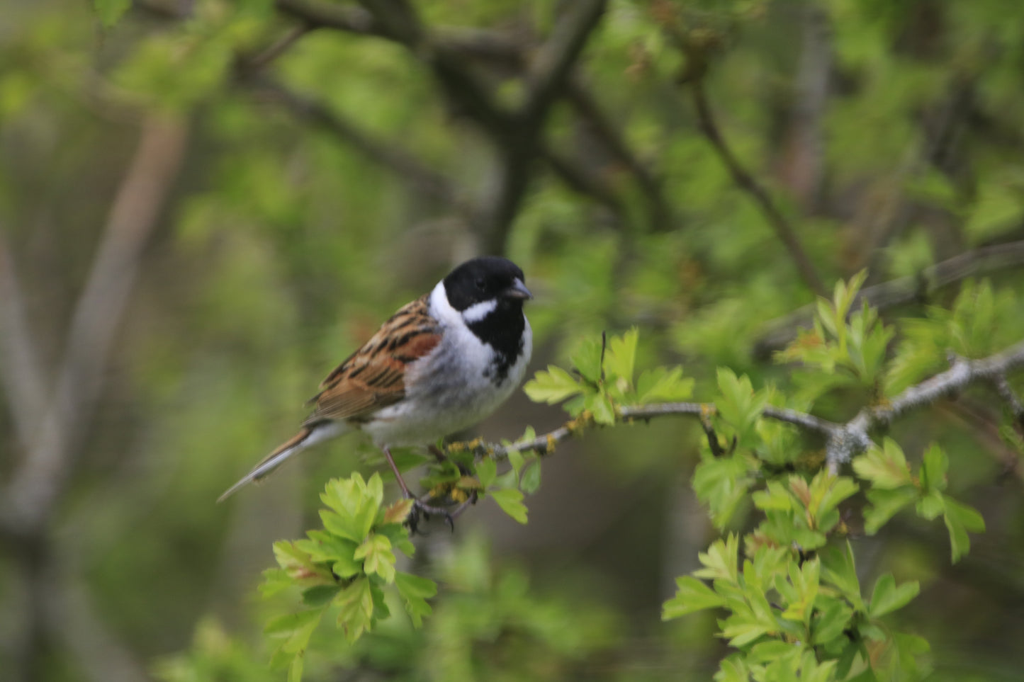 Wildlife Images Around The UK Photo Prints