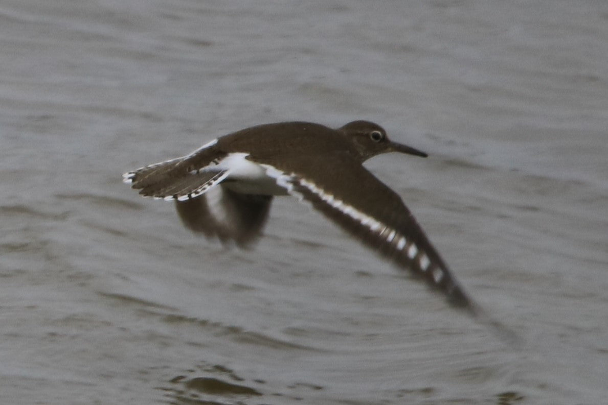 Wildlife Images Around The UK Photo Prints