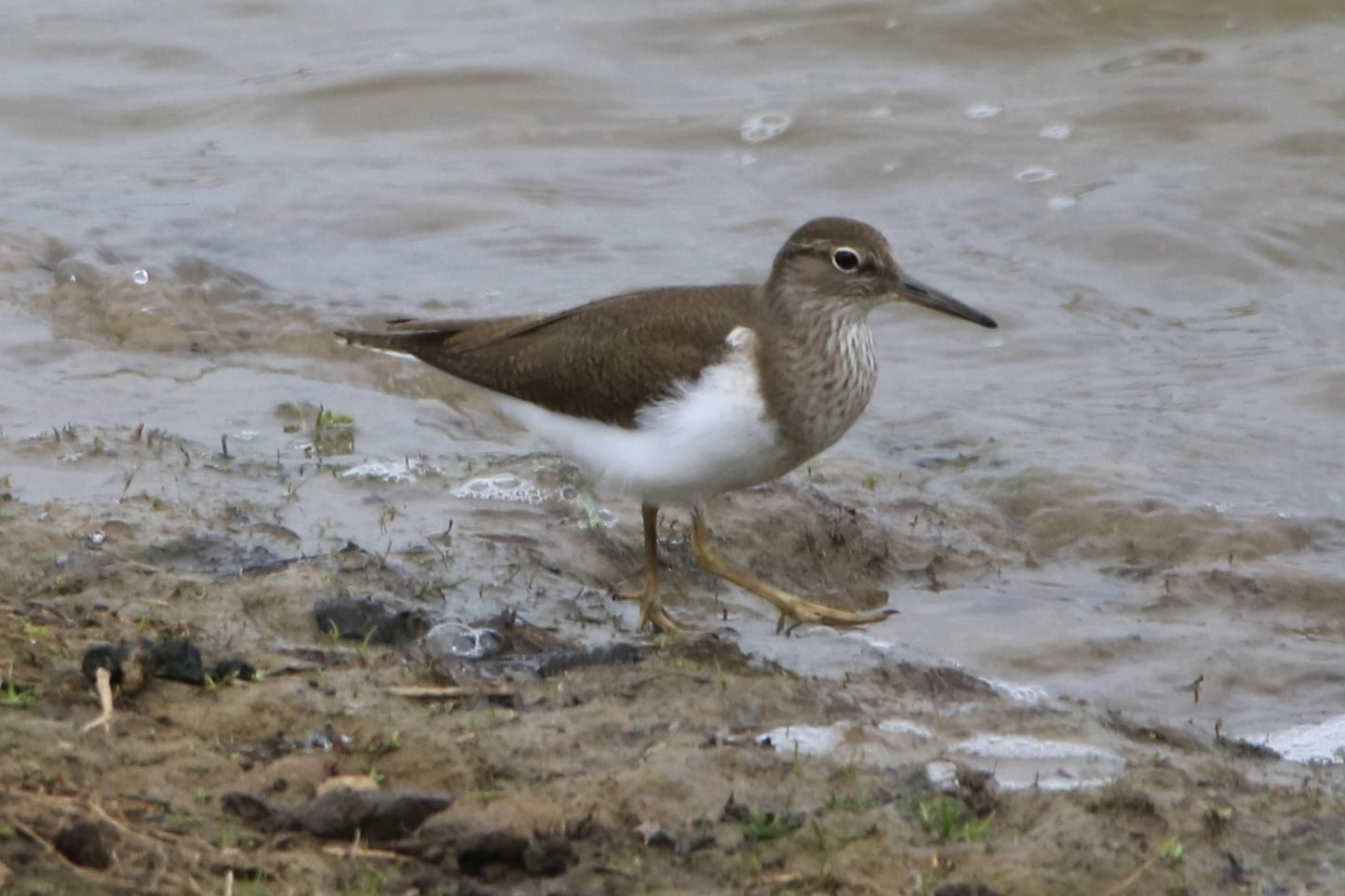 Wildlife Images Around The UK Photo Prints
