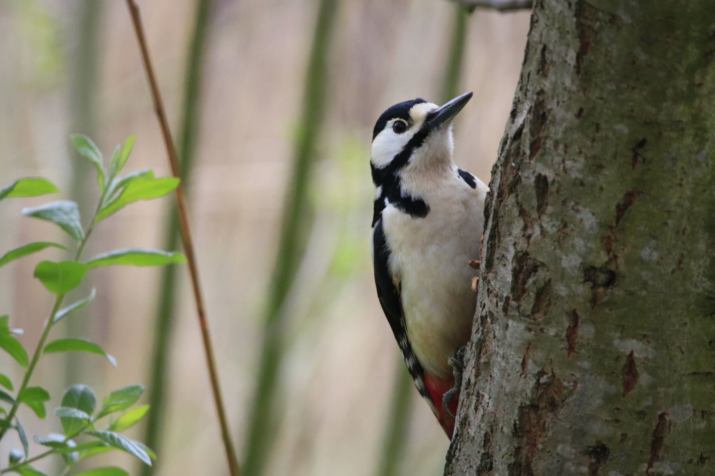 Wildlife Images Around The UK Photo Prints