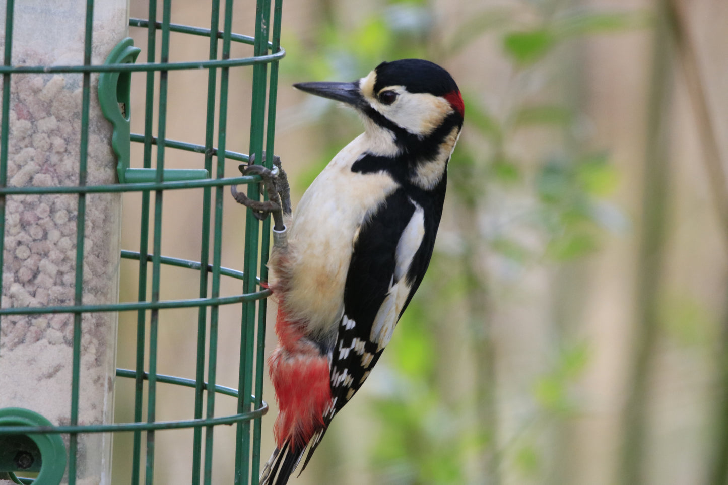 Wildlife Images Around The UK Photo Prints