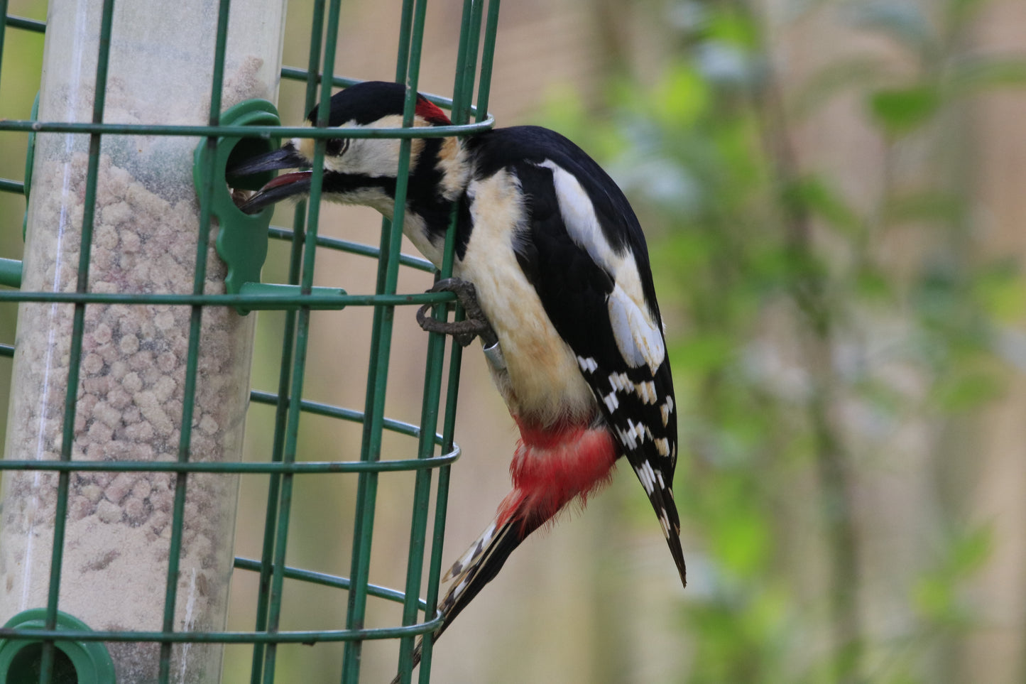 Wildlife Images Around The UK Photo Prints