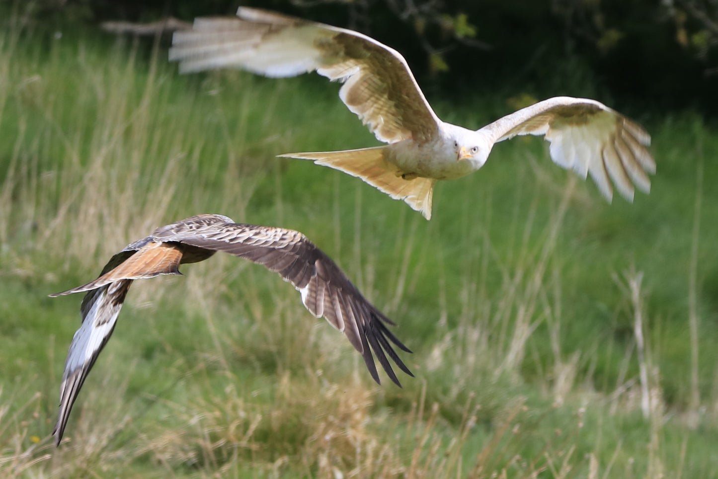 Leucistic Red Kite And Red Kite Photo Prints