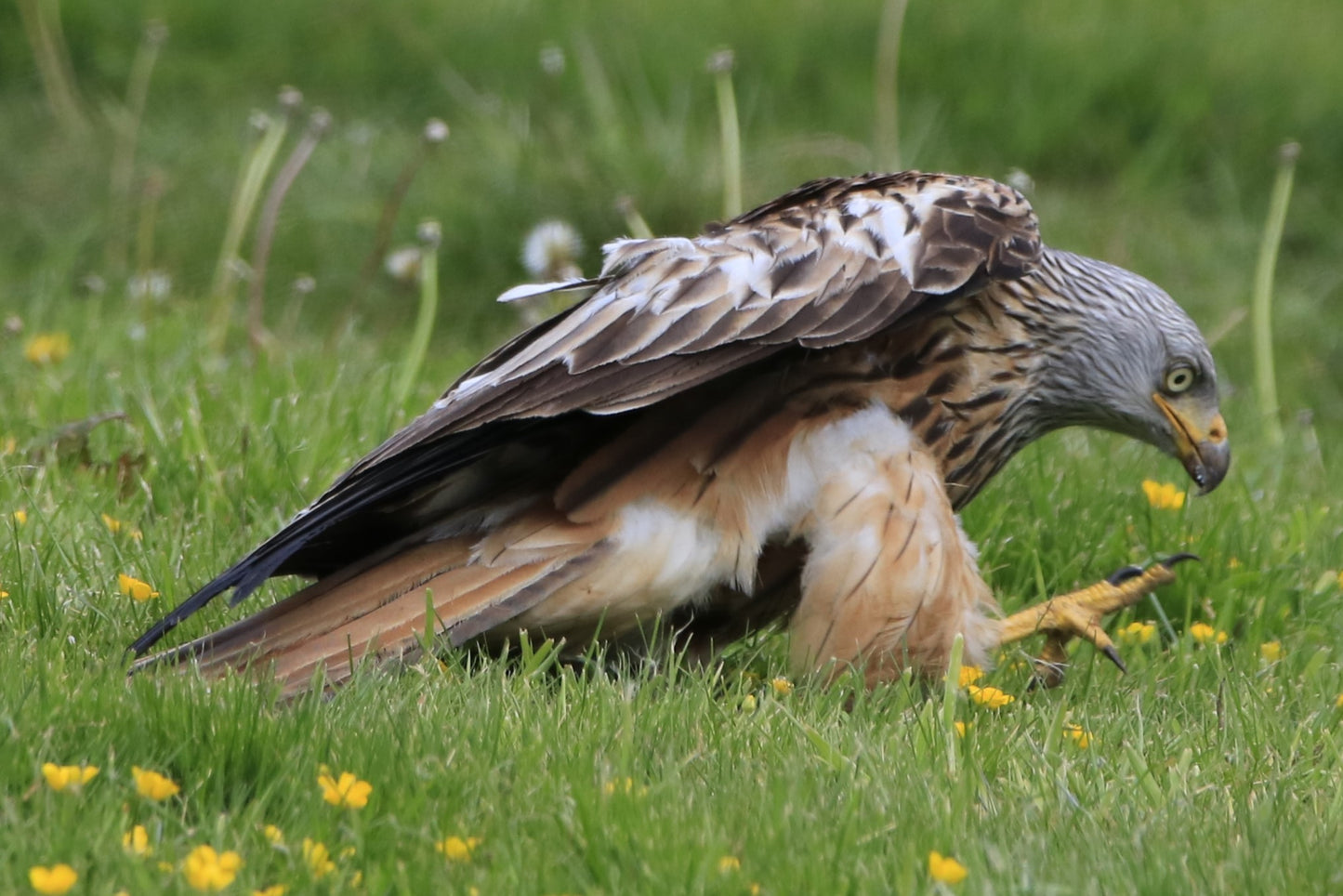Images Captured Of Red Kite At Gigrin Farm Photo Prints