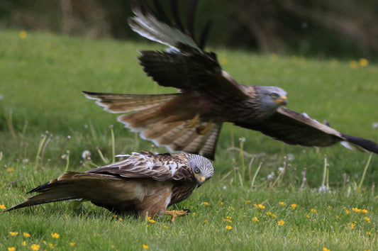 Images Captured Of Red Kite At Gigrin Farm Photo Prints