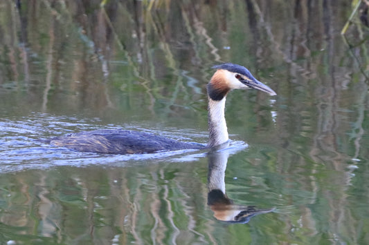 Wildlife Images Around The UK Photo Prints