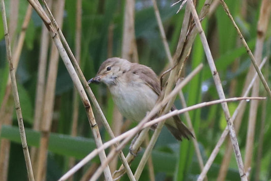 Wildlife Images Around The UK Photo Prints