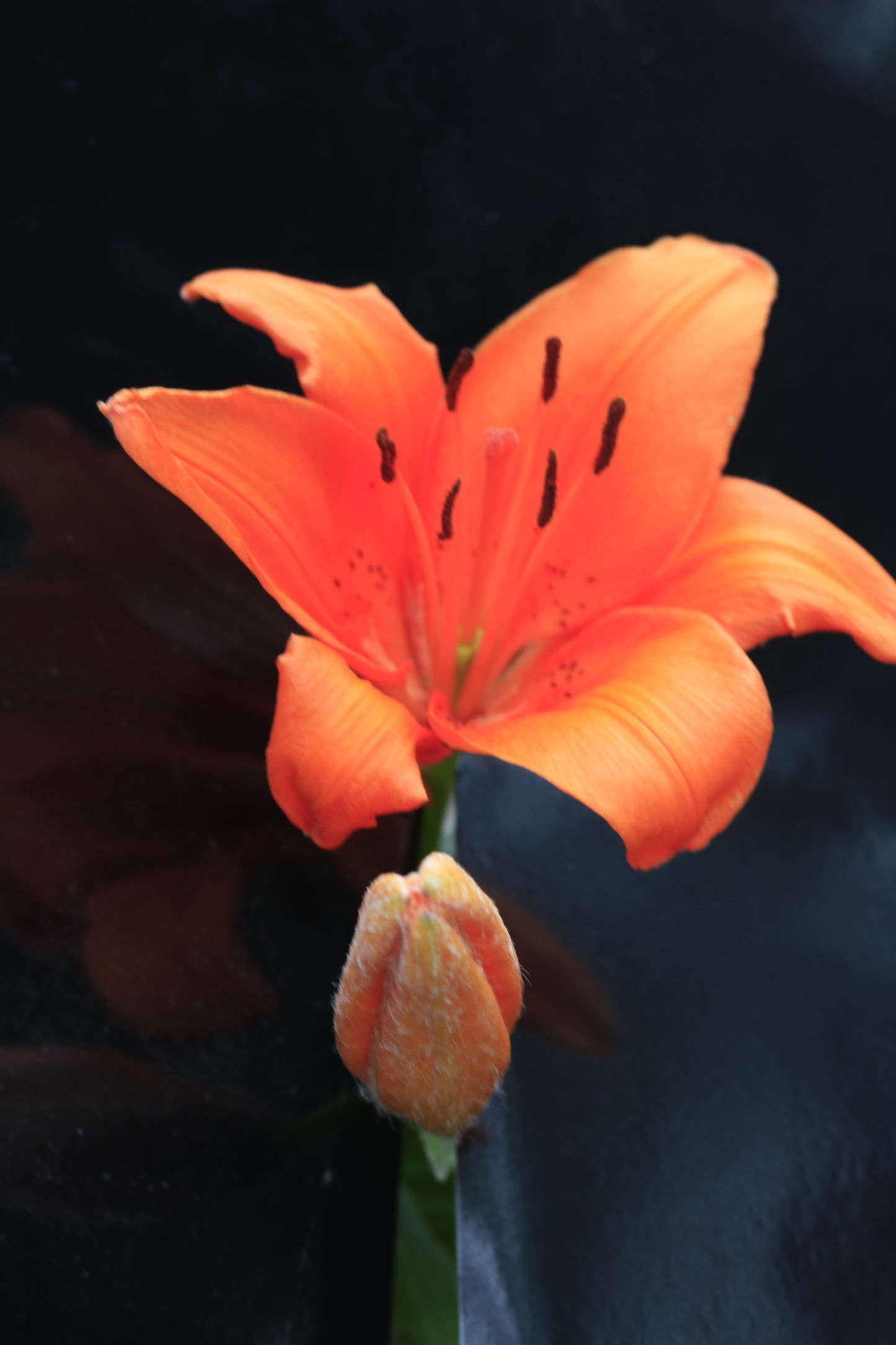 IMAGES OF FLOWERS IN ART FORM PHOTO PRINTS