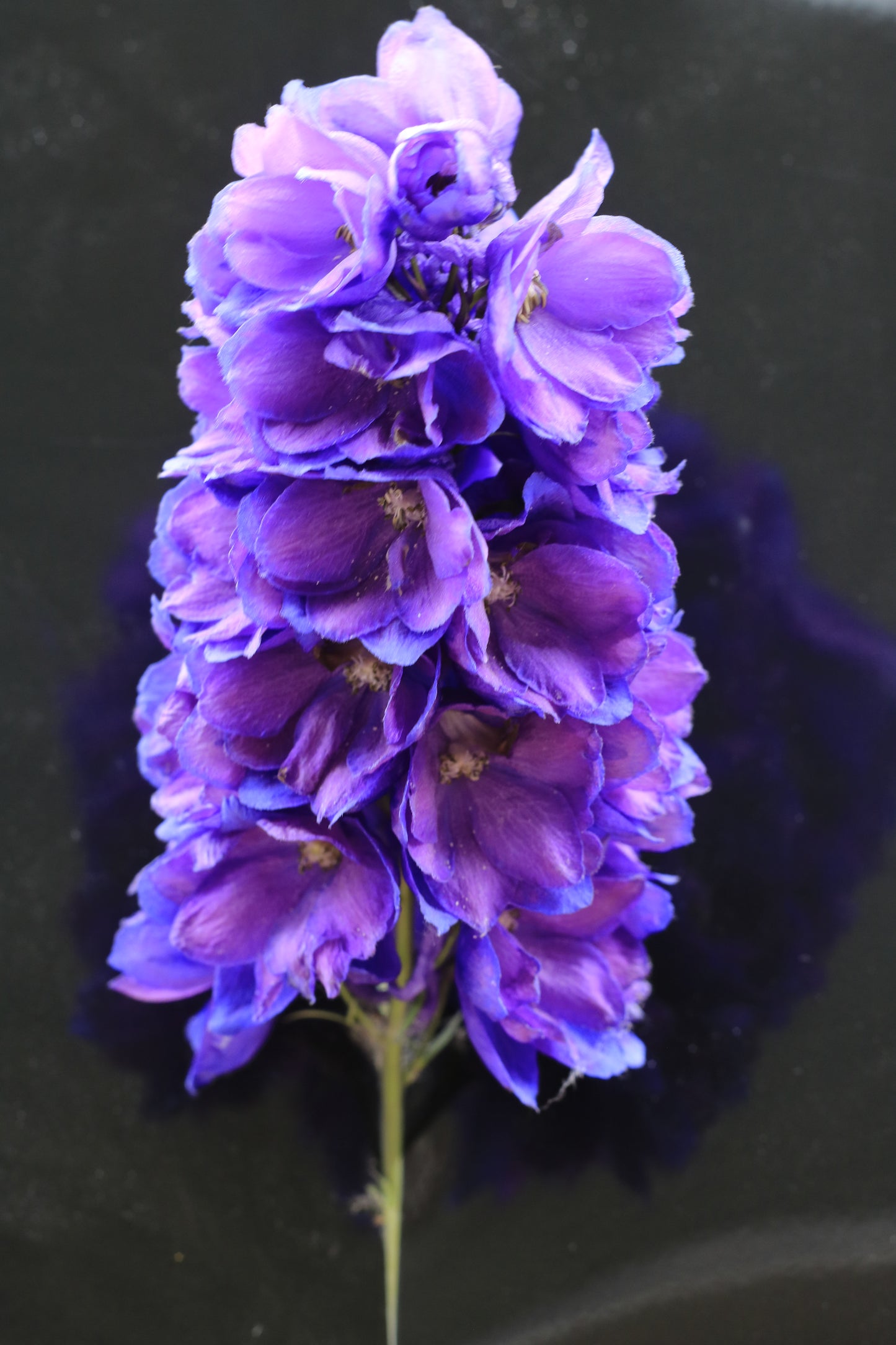 IMAGES OF FLOWERS IN ART FORM PHOTO PRINTS