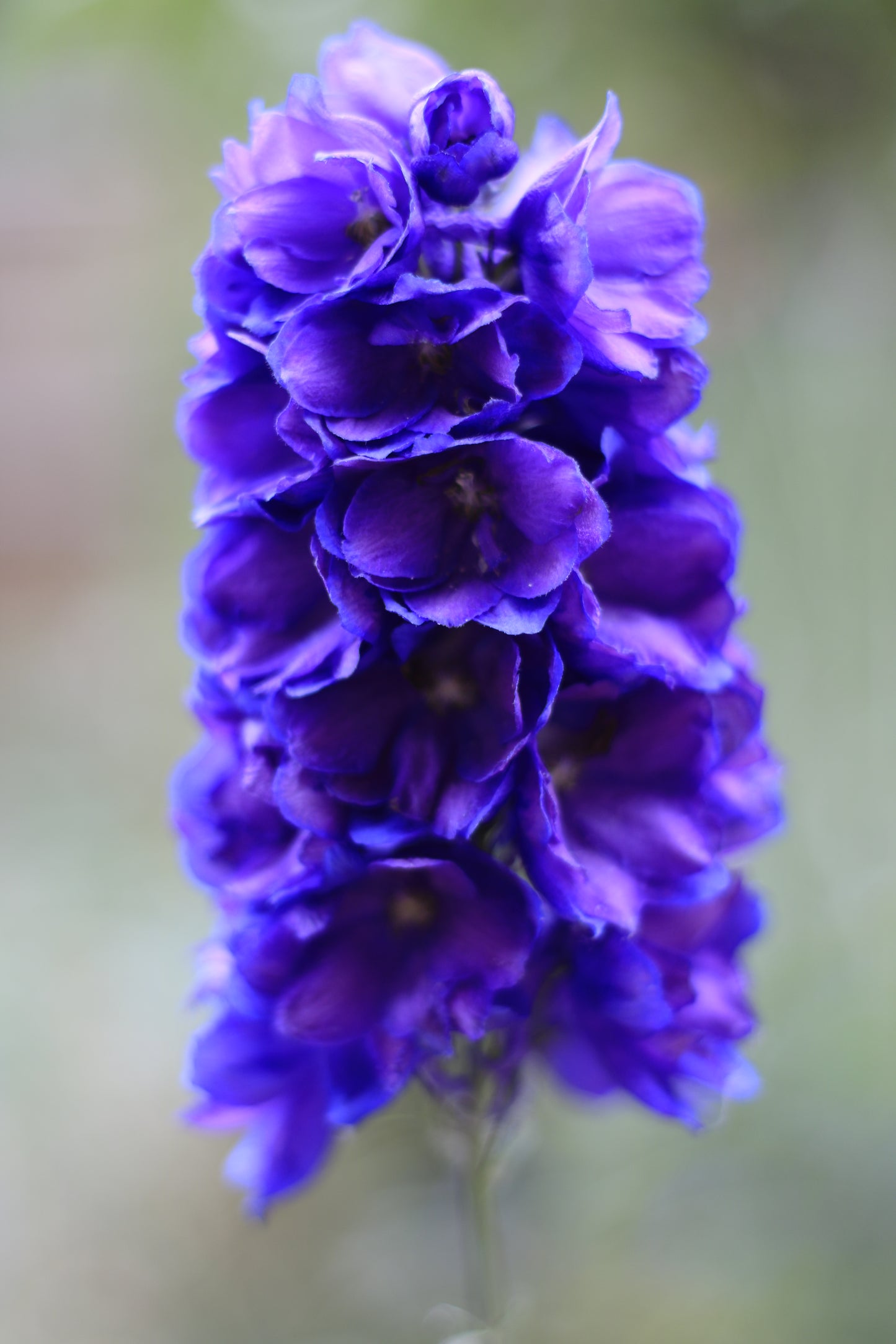Flowers And Leaves Close Up Photo Prints