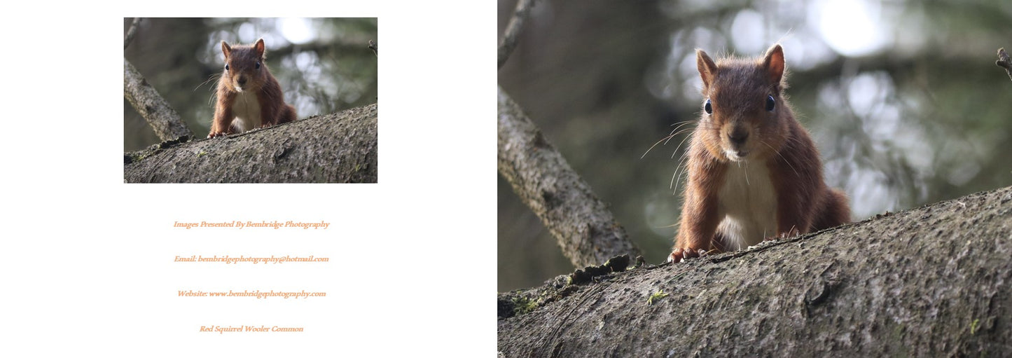 A6 5 x Photography Greeting Card Blanks with Envelopes